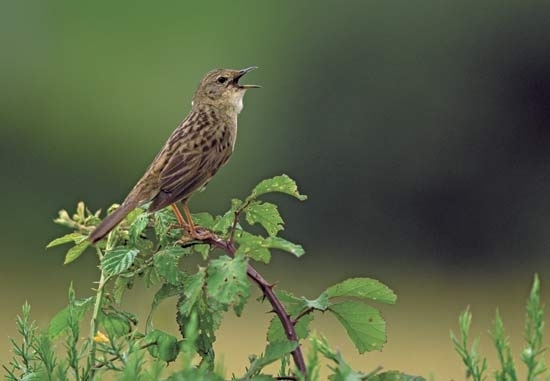Scientists may be able to glean important insights from the genes of songbirds.