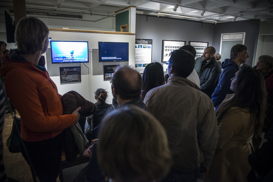 Visitors gather to watch slow-motion video clips of marine organisms at MIT's Wiesner Student Art Gallery.
