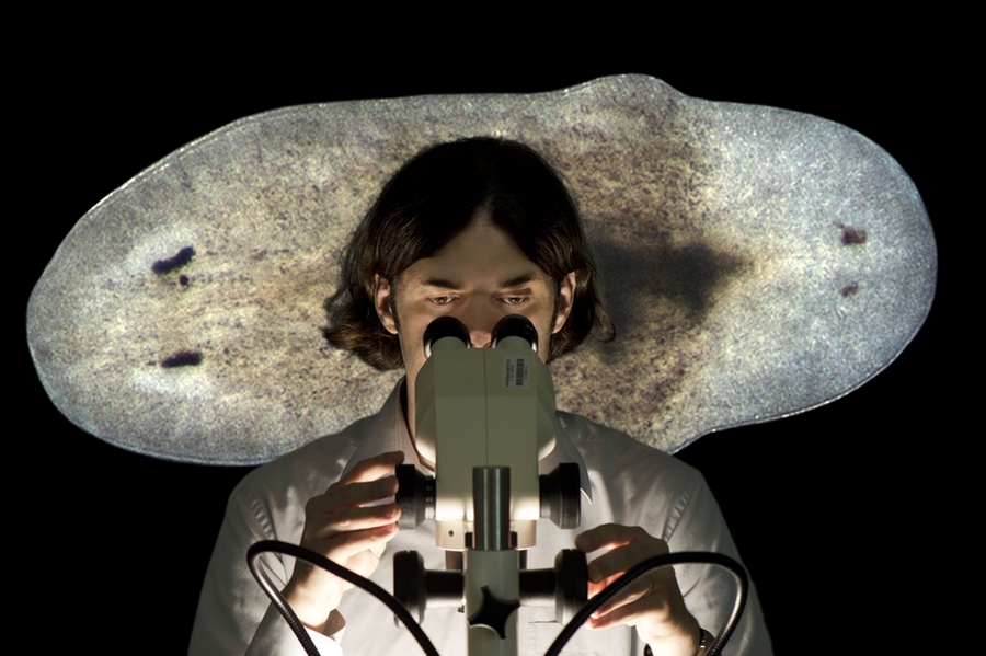 Peter Reddien (pictured) believes human stem cells could one day be regulated to replace aged, damaged, and missing tissues.