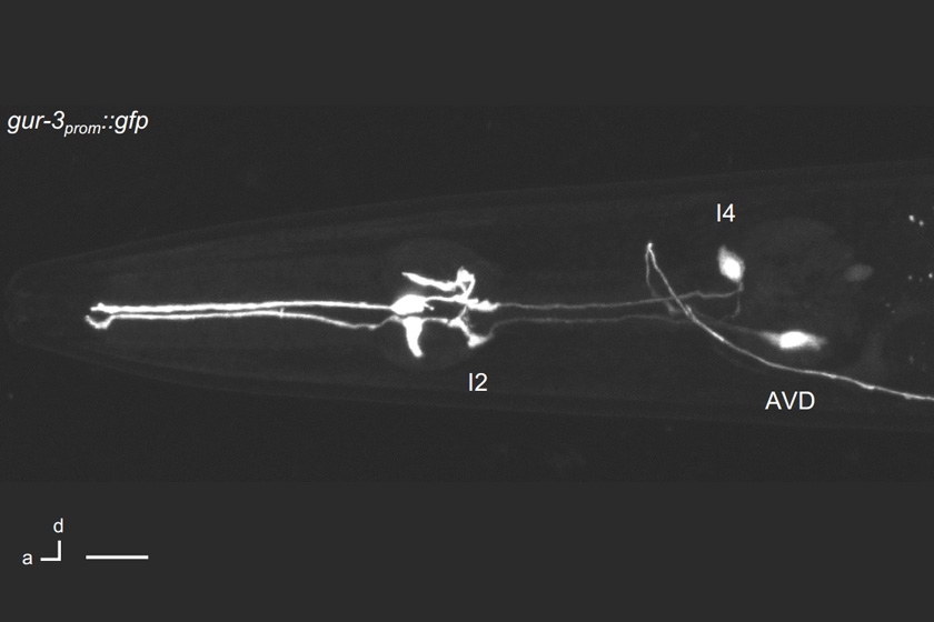 This image shows where the GUR-3 protein is expressed in the worm, which includes the I2 neurons.
