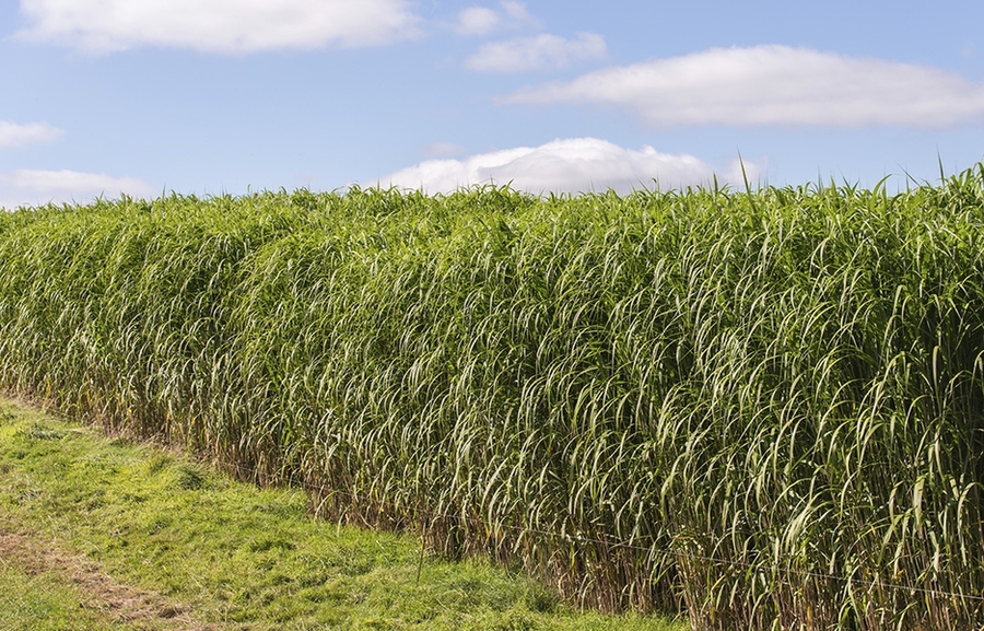 Miscanthus, a biofuel feedstock crop