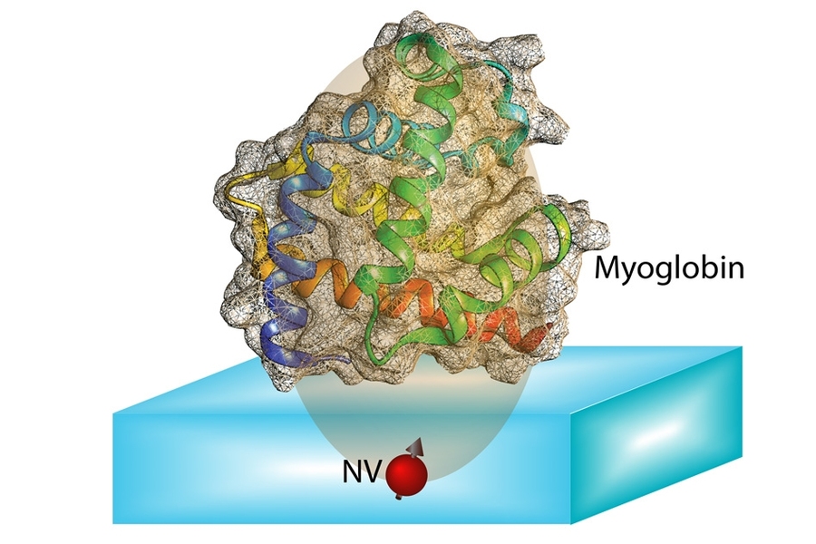 The spin of an NV center can be completely polarized optically. The transfer of this polarization from the NV center to nuclear spins in the protein molecule allows us to unravel couplings between spins in the molecule. Protein structure can be computed from information contained in these couplings.