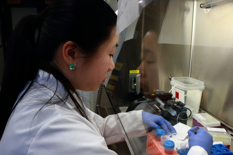 MIT biological engineering graduate student Frances Liu works with a spiral-shaped inertial microfluidic separation device for separating stem cell populations in the Laboratory for Material Chemomechanics at MIT. This device was adapted from previous designs to separate cells as a function of diameter. Liu also grows bone marrow-derived stem cells and studies how those stem cells release certain ...