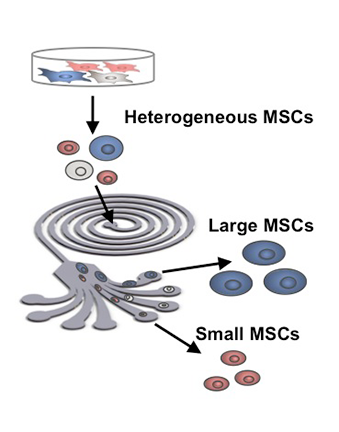  Diagram of inertial microfluidic separation, developed with Professor J. Han at MIT and SMART, for sorting mesenchymal (bone marrow-derived) stem cells by cell diameter. Illustration adapted from the 2014 <i>PNAS</i> article, “Multivariate biophysical markers predictive of mesenchymal stromal cell multipotency.”