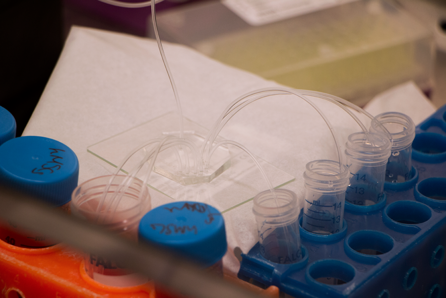 A collector system separates stem cells by size using an inertial microfluidic separation device in the Laboratory for Material Chemomechanics at MIT.