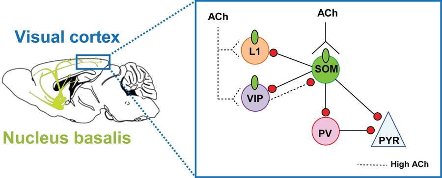 This schematic shows the path of a critical neurotransmitter among several color-coded neuron types in a microcircuit within the brain.