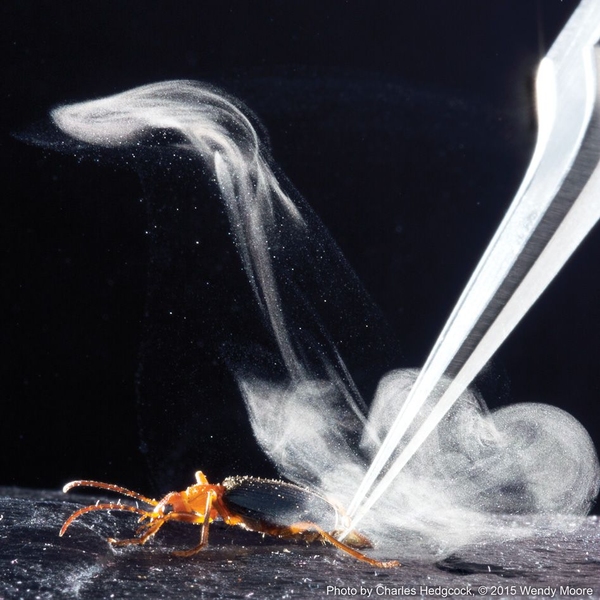 Bombardier beetles eject a liquid called benzoquinone, which they superheat and expel in an intense, pulsating jet. The explosive mechanism used by the beetle generates a spray that's much hotter than that of other insects that use the liquid, and propels the jet five times faster. 
