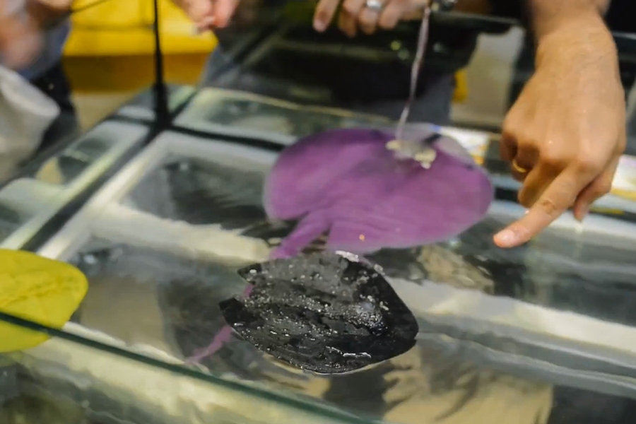 SMART researchers demonstrated their robotic stingrays in a water tank