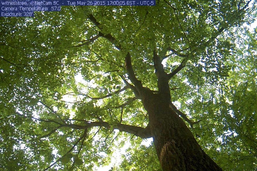 Red oak tagged BT QUEU 03, Harvard Forest