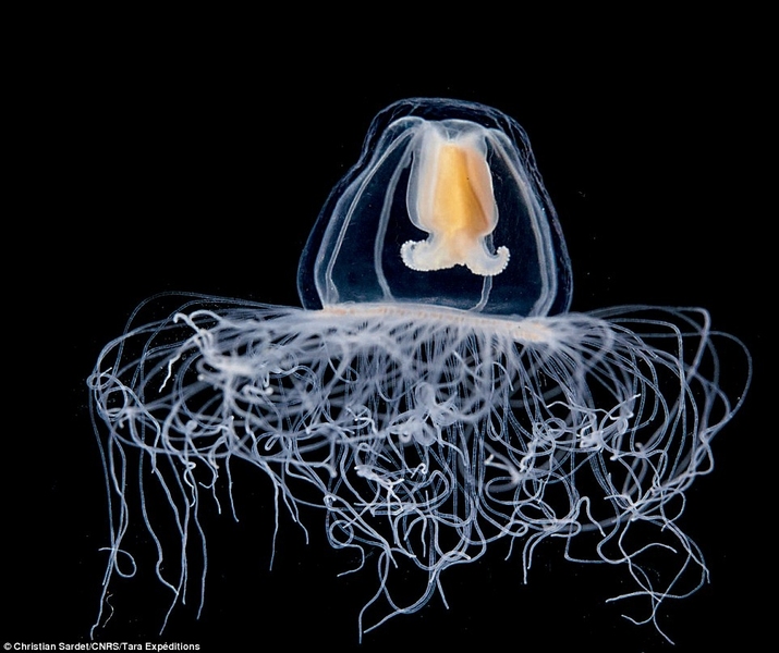 A medusa, thought to be related to a species of immortal jellyfish, was collected from the Mediterranean Sea.