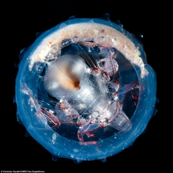 Hyperiid amphipods eat plankton called salps and use their gelatinous husks as protective shells.