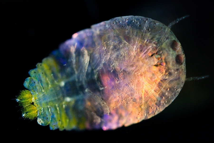 A male <i>Sapphirina</i> copepod was collected from the Mediterranean Sea.