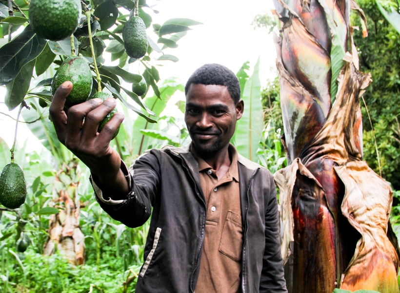 An Ethiopian farmer working with GreenPath Food admires his avocado trees.