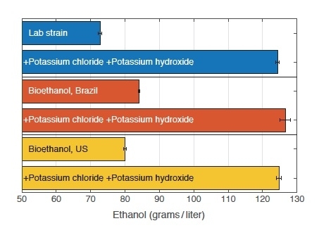 Figure 3: This table shows ethanol production from standard lab yeast and from yeast strains used in bioethanol production in Brazil and in the United States. In cultures grown under unsupplemented conditions, the commercial strains produce more ethanol than the lab strain does. However, when assisted by the supplements, the lab strain produces far more ethanol than the commercial strains do. When...