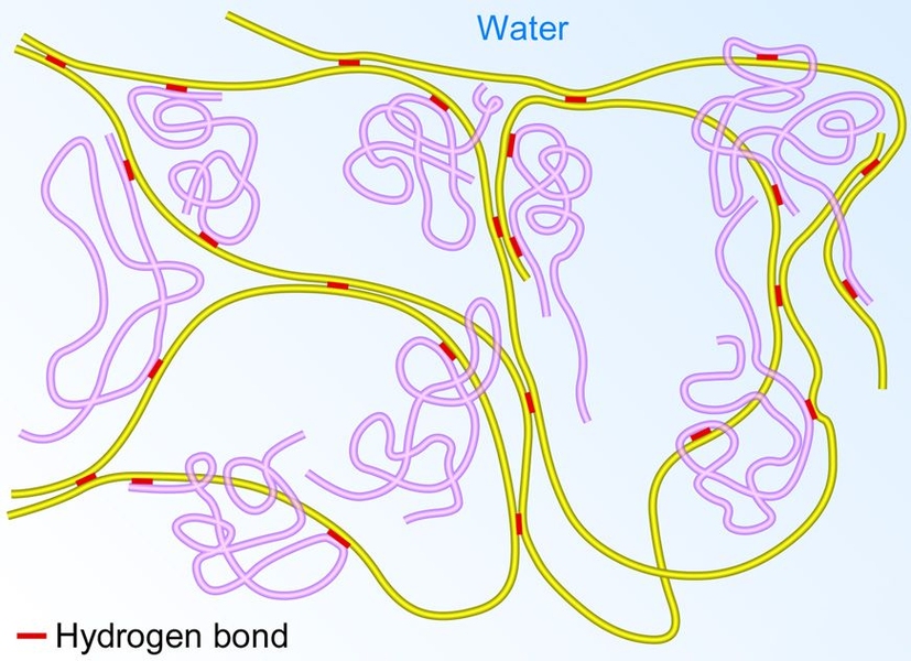 The proposed supramolecular polymer gel network. Structures in yellow are synthesized polymer; structures in purple are linear polymer; and the red structures are inter-polymer hydrogen bonds.