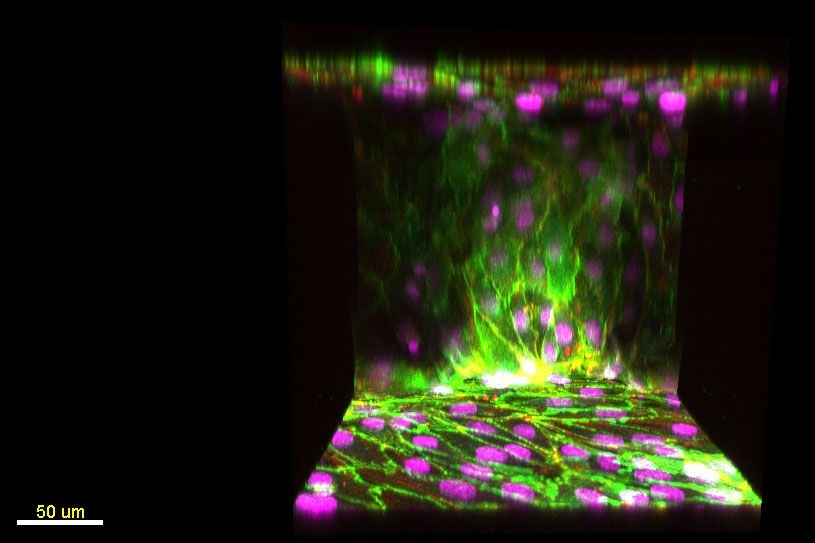 Capturing cell growth in 3-D | MIT News | Massachusetts Institute