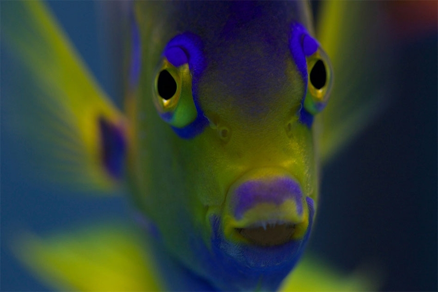 Close-up of an angelfish