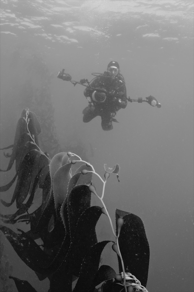 Keith Ellenbogen, underwater photographer and Center for Art, Science, and Technology visiting artist at MIT, on an assignment within the kelp forests off the coast of Monterey, California.