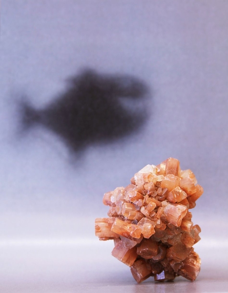 The hundreds of eyes on a chiton’s shell are made of the mineral aragonite, a large crystal of which is seen in this photo. While it was known that the chiton’s eyes could detect light, it was not previously known whether these were true eyes capable of forming images. The researchers proved this in part by using actual lenses from a chiton shell to produce focused images, including this one o...