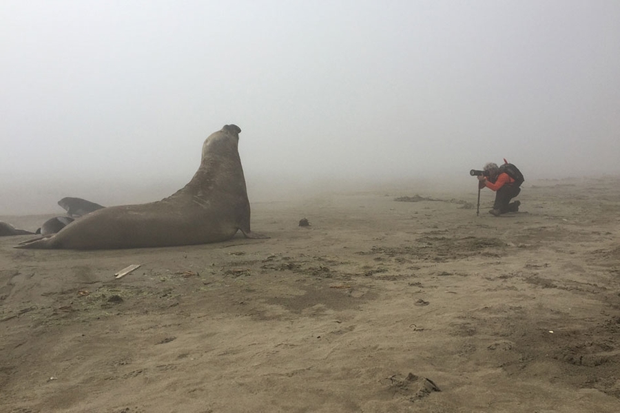 Keith Ellenbogen photographs a large elephant sea in Patagonia as part of a conservation wildlife course both he and Allan Adams taught this fall.