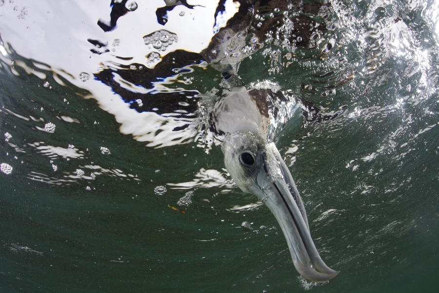 Underwater view of a juvenile magnificent frigatebird as it dives to catch a small fish off of Mexico's Mesoamerican Reef