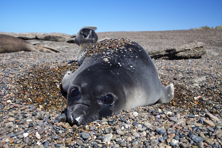 An elephant seal pup rests along the coast of Patagonia, Argentina.
