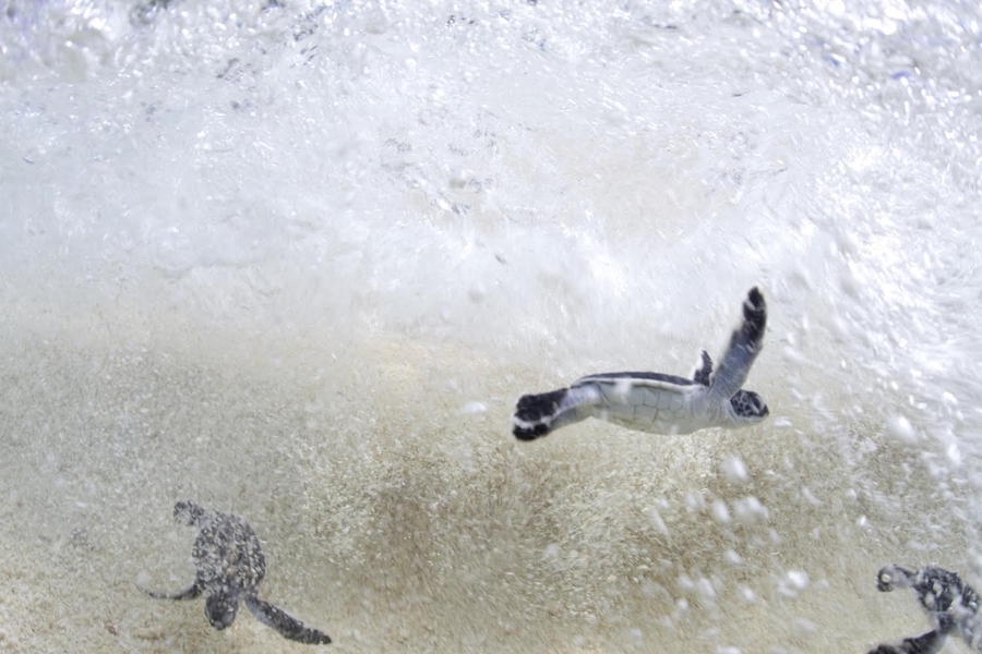 After hatching on the beach, a nest full of baby endangered green sea turtles immediately race into the sea. Green sea turtles are listed as endangered species by the International Union for Conservation of Nature and Convention on International Trade in Endangered Species.