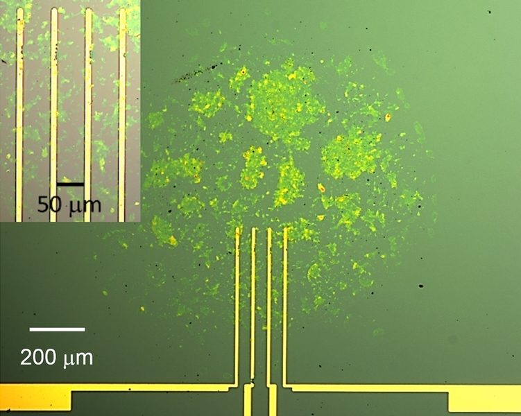Optical micrograph of a fabricated conductometric graphene oxide gas sensor. The inset (top left corner) shows a close-up view of the active area of the sensor.