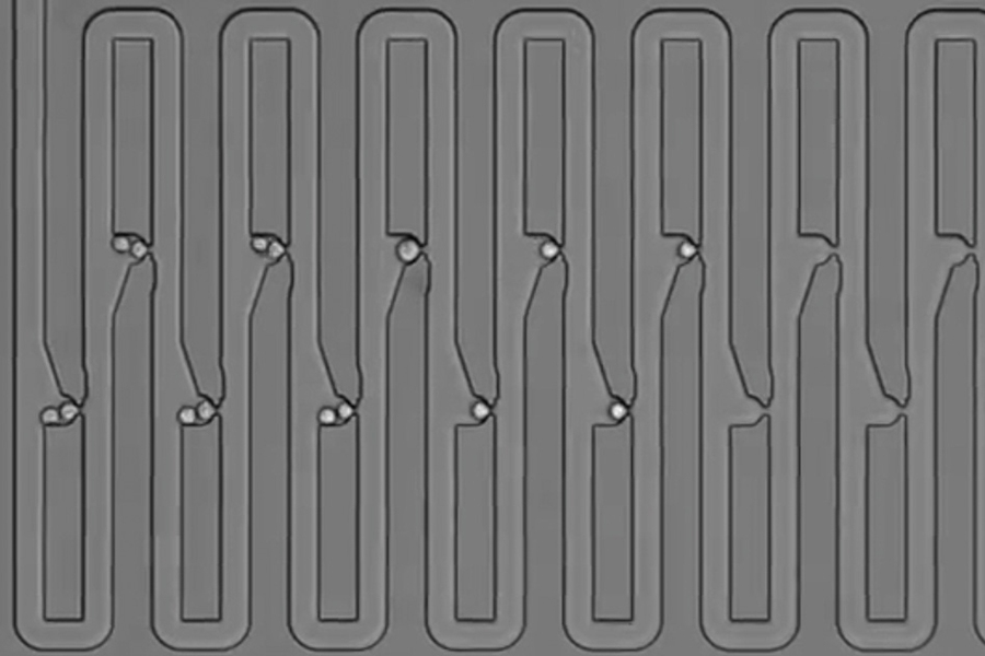 To track the family history for a single cell, researchers engineered a microfluidic device that traps first an individual cell and then all of its descendants. The device has several connected channels, each of which has a trapping pocket used to capture single cells in precise locations. After the initial cell grows and divides, its progeny float downstream and are captured in the next available...