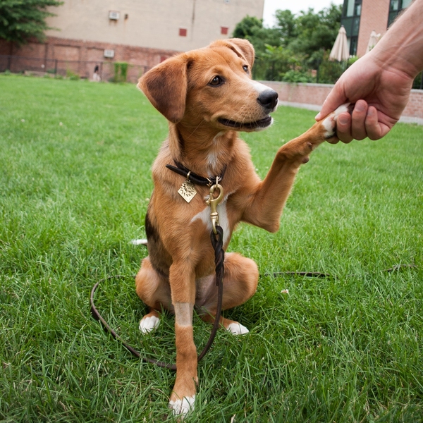 Wingnut, puppy of grad student Stephanie Ku ’14, is a future therapy dog for the MIT Puppy Lab, a first-round MindHandHeart-funded project.
