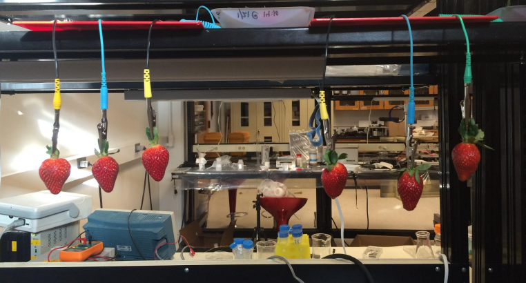 Strawberries hang in CEE Professor Marelli’s lab, ripe for Annie Hughes’s fruit preservation experiment.