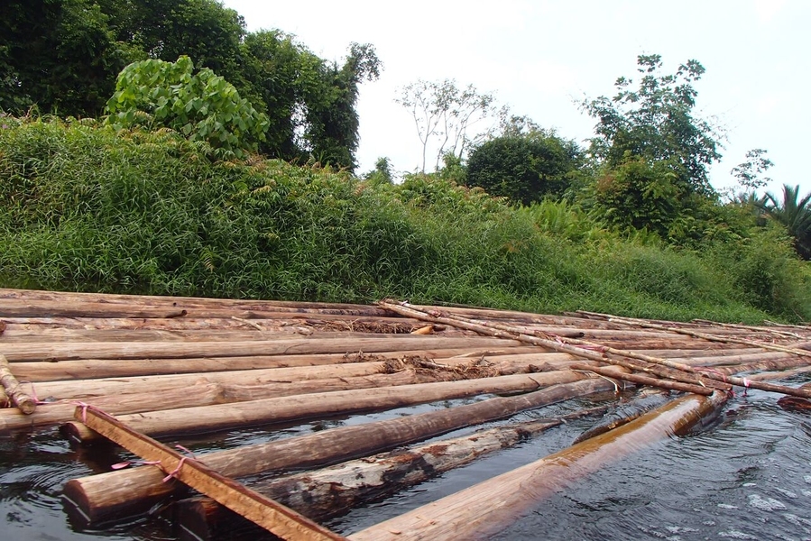 Tropical peat swamp forests are being drained and deforested at an alarming rate. The dry peat burns, causing fires and haze across the region.