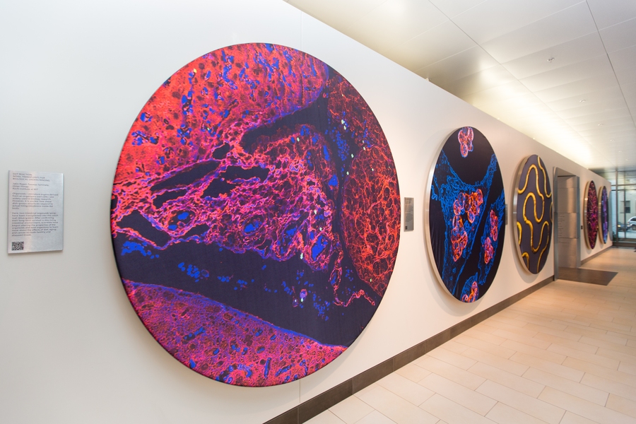 The Koch Institute’s public galleries feature images from the life sciences across MIT.