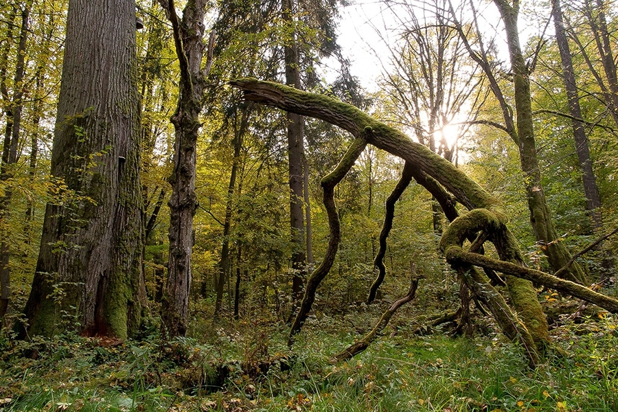 Bialoweiza Forest is one of the last and largest remaining parts of the immense primeval forest that once stretched across the European Plain.