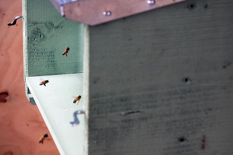 For his exhibition at the GAA European Cultural Center, Kevin Slavin, director of the Playful Systems group in the MIT Media Lab, brought along thousands of assistants: honeybees. Slavin has installed a specially designed beehive in Venice’s Palazzo Mora. Genetic sequencing of “bee debris” captured by the hive will provide data to create a microbiological portrait of the city.