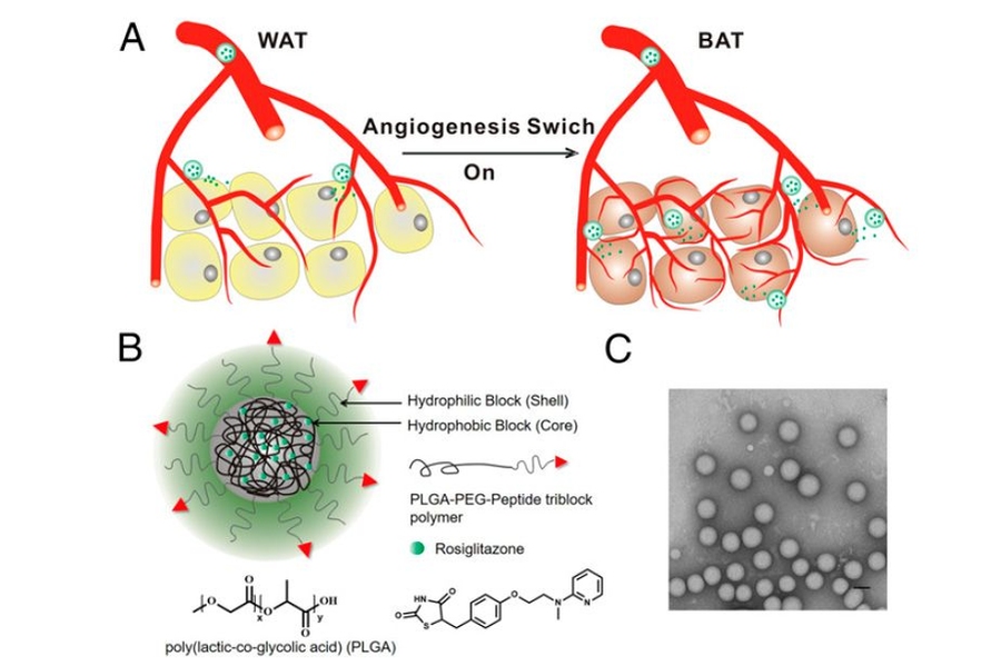 Fat fighting nanoparticles MIT News Massachusetts Institute of