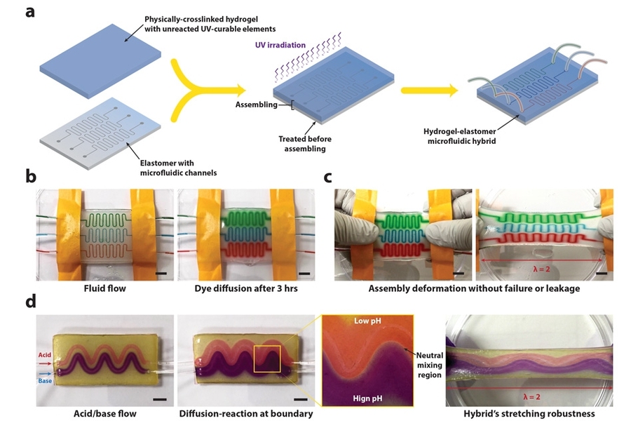 Figure (a) shows the fabrication procedure for a hydrogel-elastomer microfluidic chip. Figure (b) shows that the hydrogel-elastomer microfluidic hybrid supports convection of chemicals (represented by food dye in different colors) in the microfluidic channels and diffusion of chemicals in the hydrogel, even when the material is stretched, as seen in figure (c). In figure (d), the microfluidic hybr...