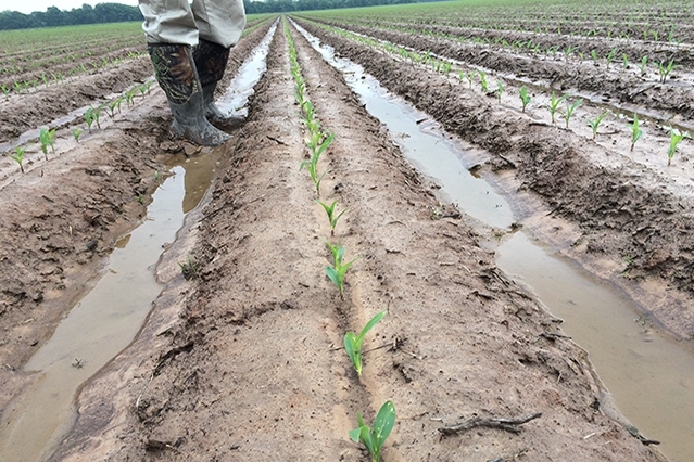 Water stands between the raised beds of corn verification plot.