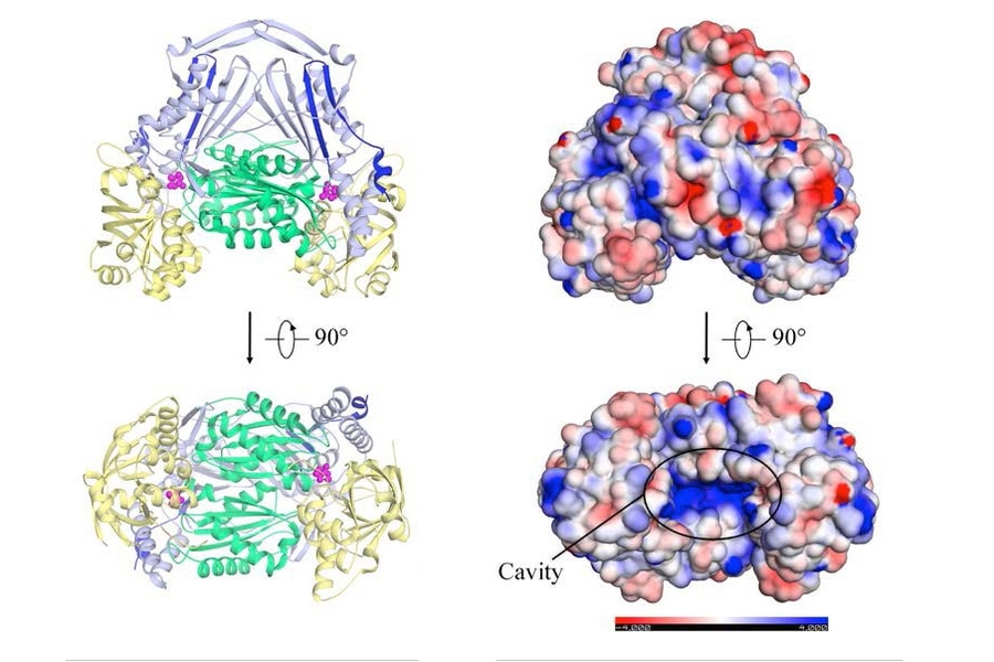 Researchers at MIT have for the first time identified the structure of class I fumarate hydratase enzyme, which could be a target for drugs combatting diseases prevalent in the developing world.