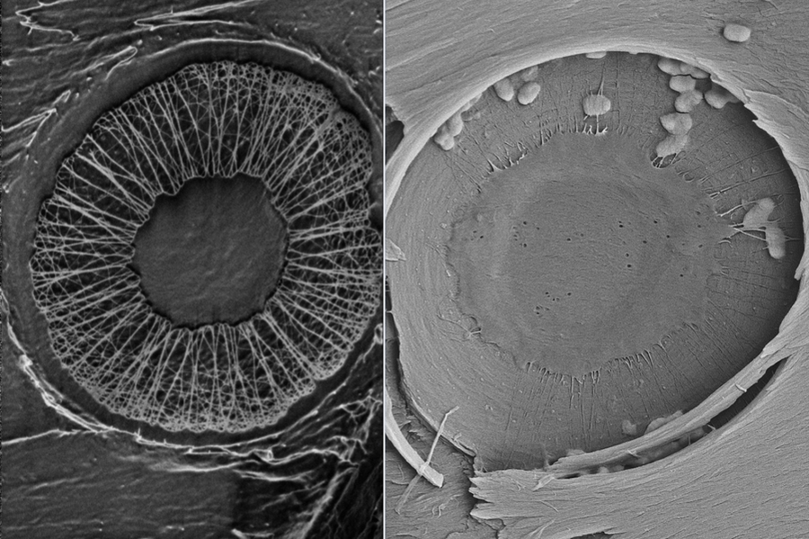 Membrane structures in plant xylem from different species are being investigated for use in water filtration.