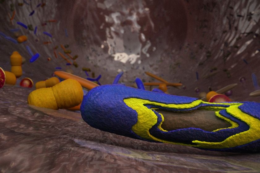 A team of MIT scientists has developed a strategy for delivering large numbers of beneficial bacterial to the human gut. The strategy involves coating bacteria with polymer layers that protect them from the acids and bile salts found in the digestive tract.