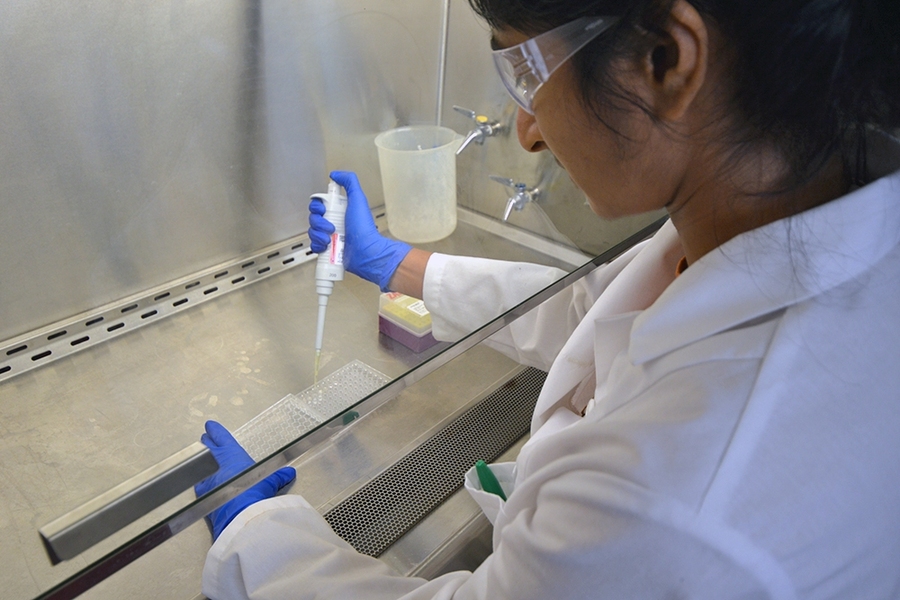Manoshi Datta, a postdoc in the Department of Civil and Environmental Engineering, pipettes bacterial samples in the lab.