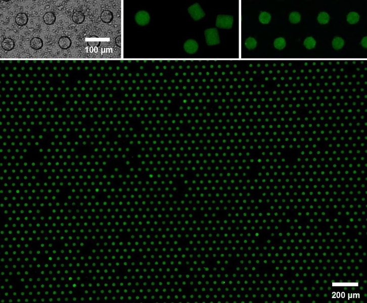 Improving microparticle arrays for engineering applications: A new technique using tiny microwells pushes the precision and scalability of microparticle arrays to a new extreme. The assembly includes empty porous microwell arrays (top left) and unassembled microparticles (top middle). A close view of the microparticles in arrays appears at top right, and a wide view of the assembly appears below.