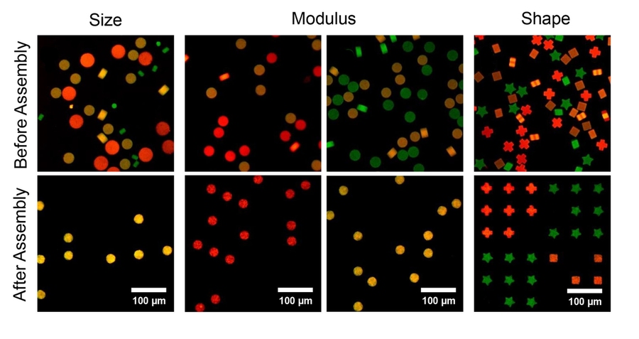 Large-scale particle arrays allow for characteristic-specific positioning of particles based on size, modulus, and shape. In the far left figure, only the yellow particles fit in the microwells. In the two middle figures, particles with a smaller modulus (red and yellow particles) fit into the microwells. In the far right figure, different shapes fit into only congruent microwells.