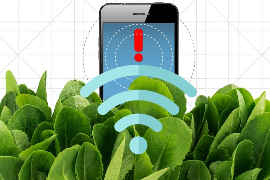 By embedding spinach leaves with carbon nanotubes, MIT engineers have transformed spinach plants into sensors that can detect explosives and wirelessly relay that information to a handheld device similar to a smartphone.