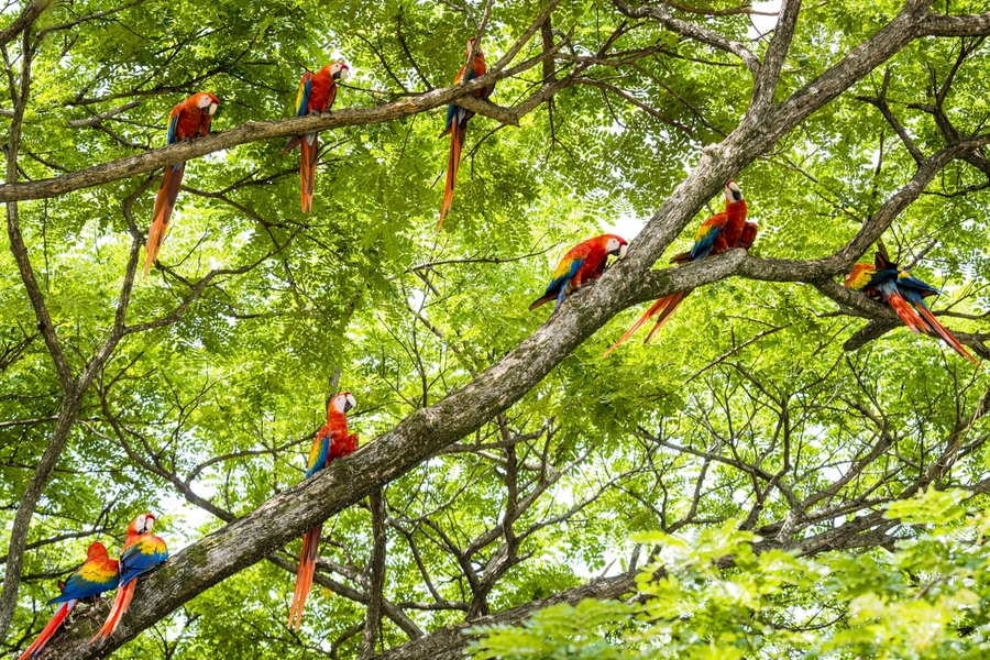 "Human speech can be quite musical,” says composer Pete Wyer. “There's pitch, rhythm, tone, and dynamics — and if one removes words, what's left is the song of the human, and it's remarkably similar to birdsong."