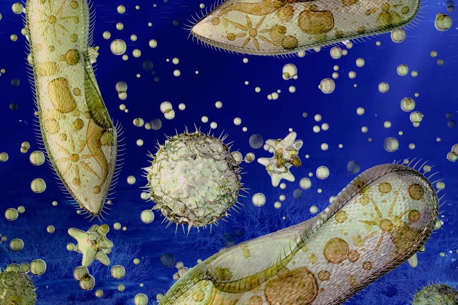 MIT oceanographers have found that some small marine organisms — mostly bacteria — have a surprisingly low limit to the amount of oxygen they need to breathe.