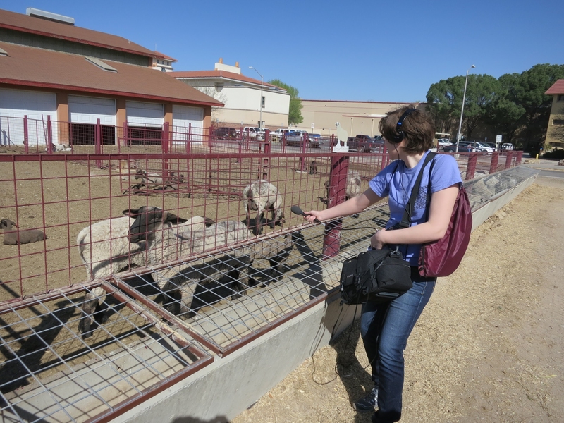 MIT student Mandy Fike collects ambient sound by interviewing sheep at the New Mexico State University College of Agricultural, Consumer, and Environmental Sciences.
