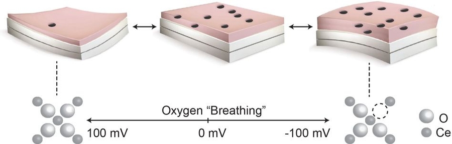 This diagram illustrates how the thin-film material bends from its normal flat state (center) as oxygen is taken up by its structure (right) or released (left). This behavior enables the film’s shape to be controlled remotely by changing its electric charge.