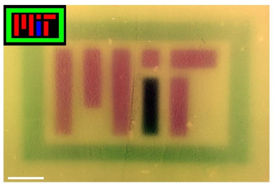 Colored images (insets) were projected onto plates of bacteria containing the RGB system to spell “MIT.” The image has been color-corrected in Photoshop to improve contrast.